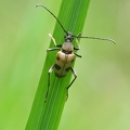 Gefleckter Blütenbock (Pachytodes cerambyciformis)